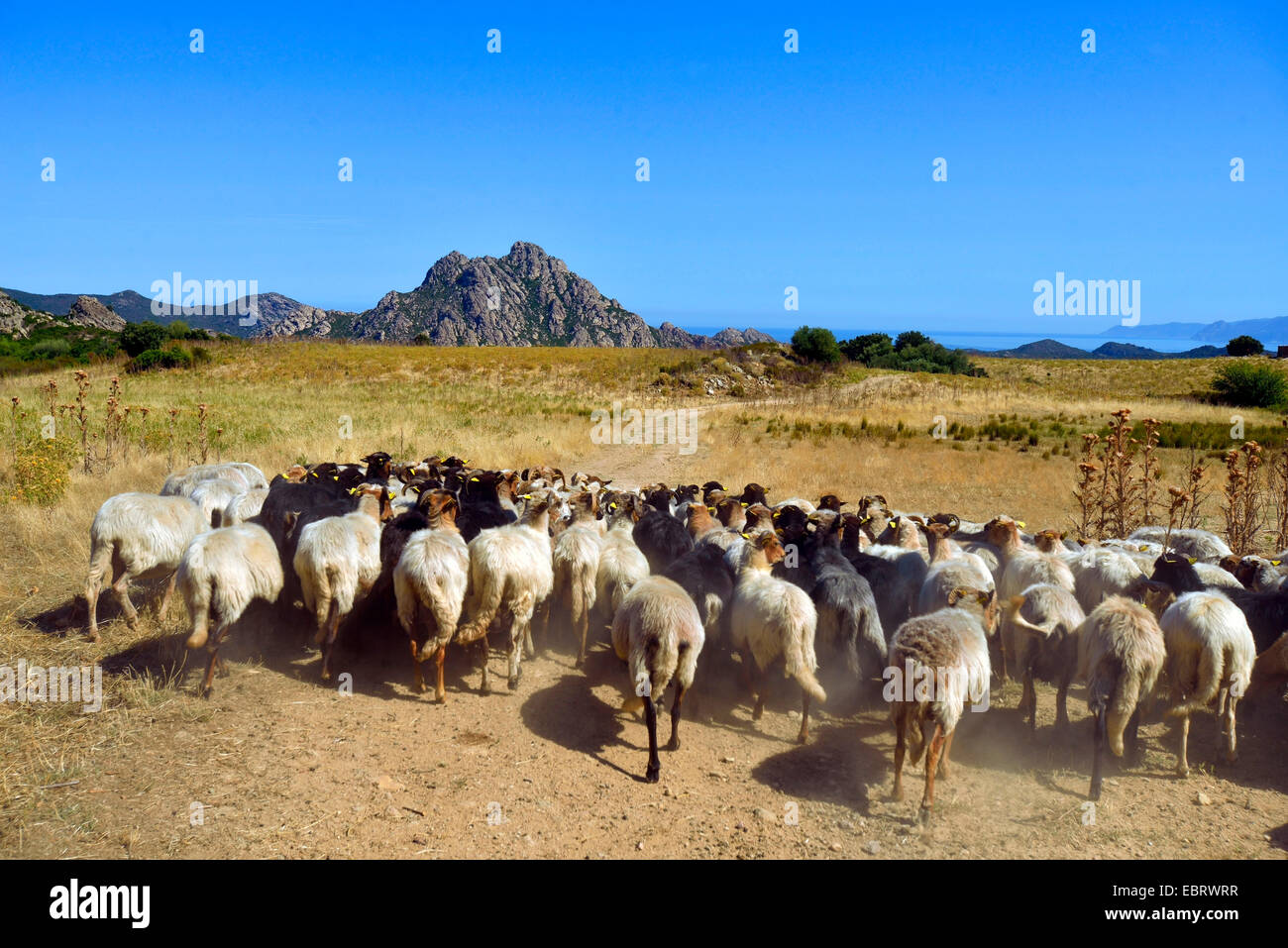 Schafe in der Wüste des Agriates, Frankreich, Korsika, Les Agriates, Saint Florent Stockfoto