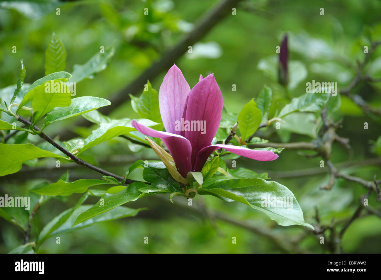 Purpur Magnolie (Magnolia Liliiflora "Nigra", Magnolia Liliiflora Nigra), Sorte Nigra Stockfoto