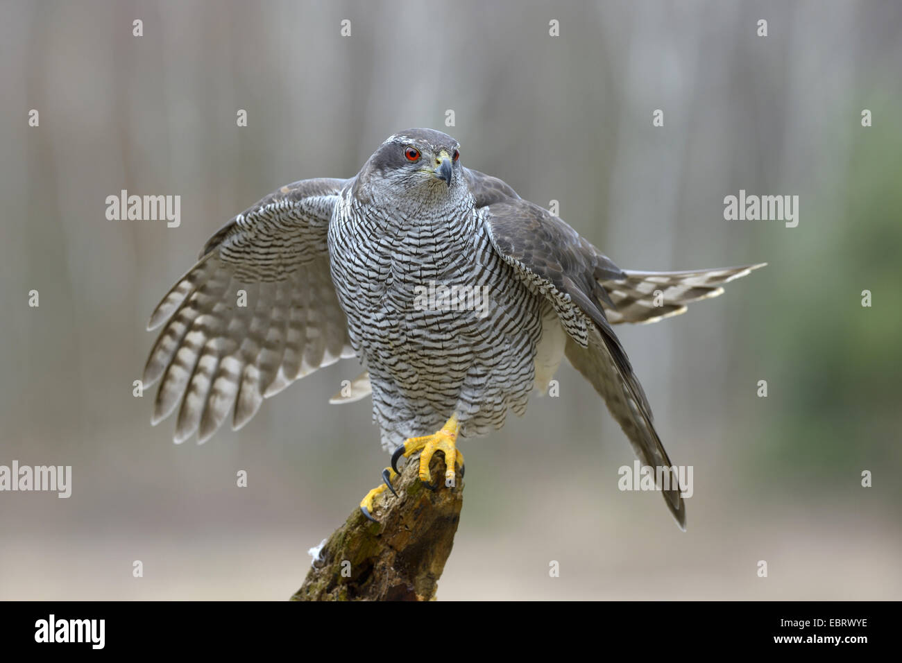 nördlichen Habicht (Accipiter Gentilis), erwachsenes Weibchen mit roten Augen am Baum Haken mit ausgestreckten Flügeln gleich vor wegfliegen, Finnland Stockfoto