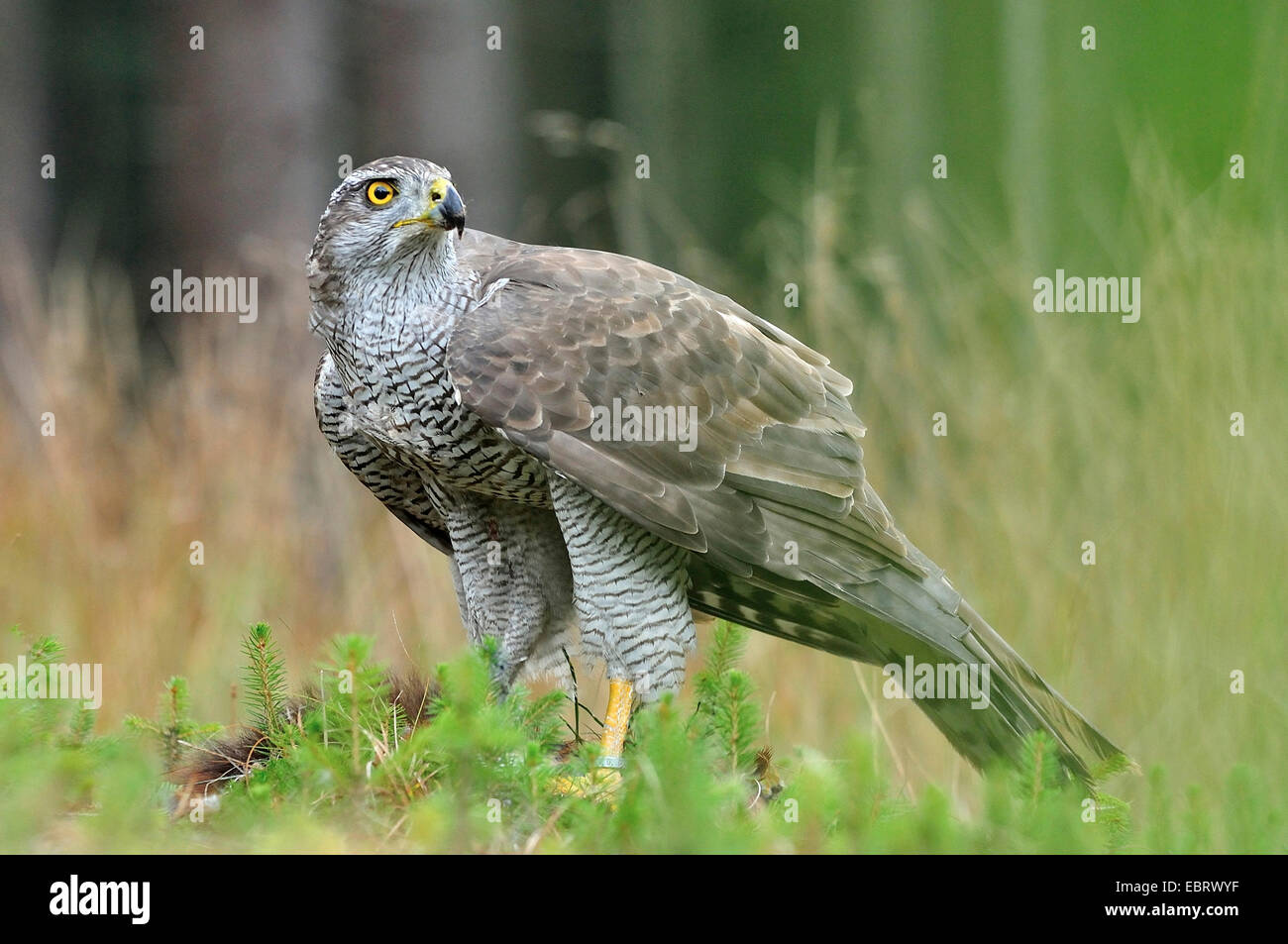 nördlichen Habicht (Accipiter Gentilis), sitzen auf dem Boden, Deutschland Stockfoto