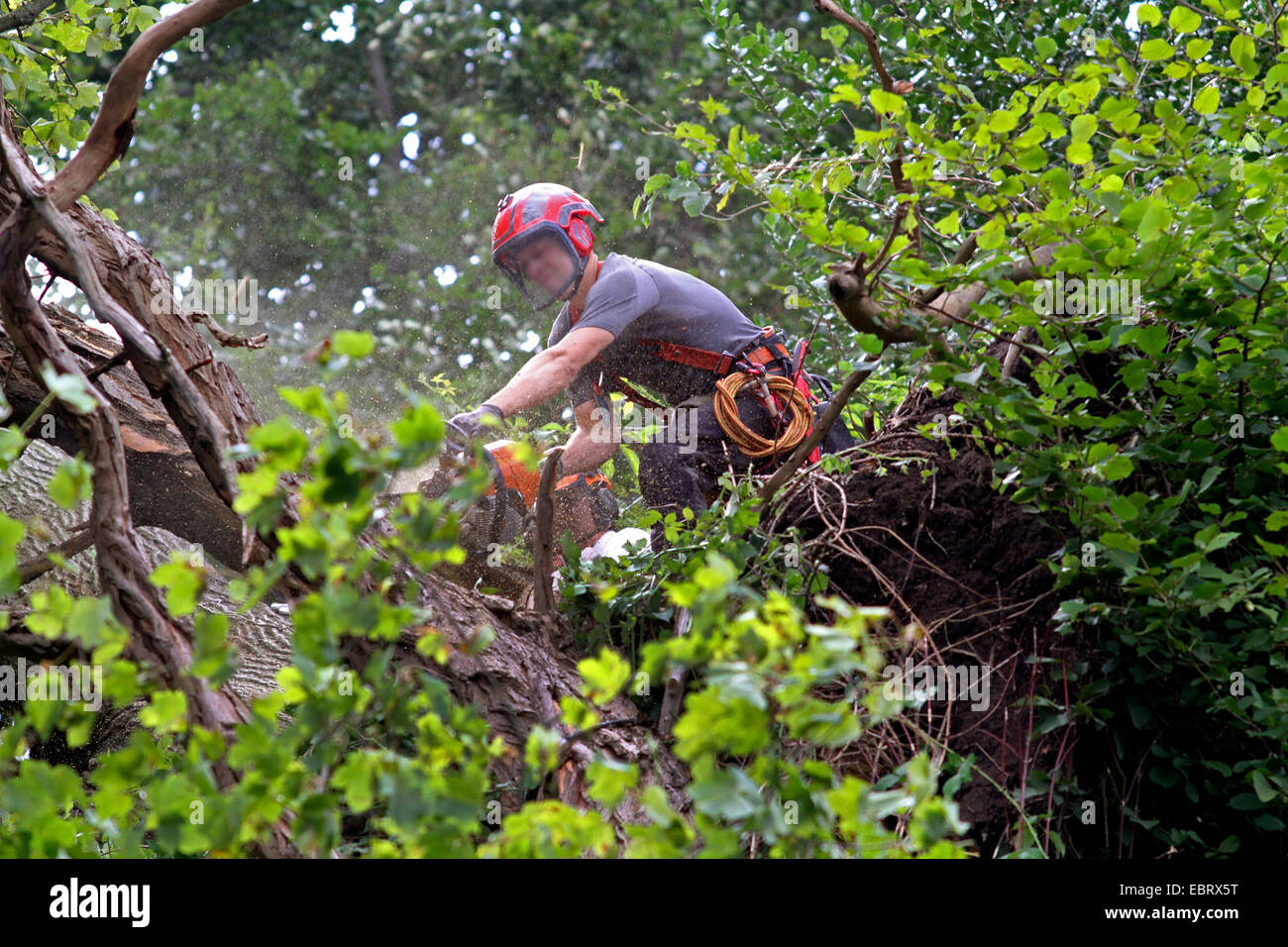 Holz-Arbeiter schneiden einen Baum, Deutschland Stockfoto