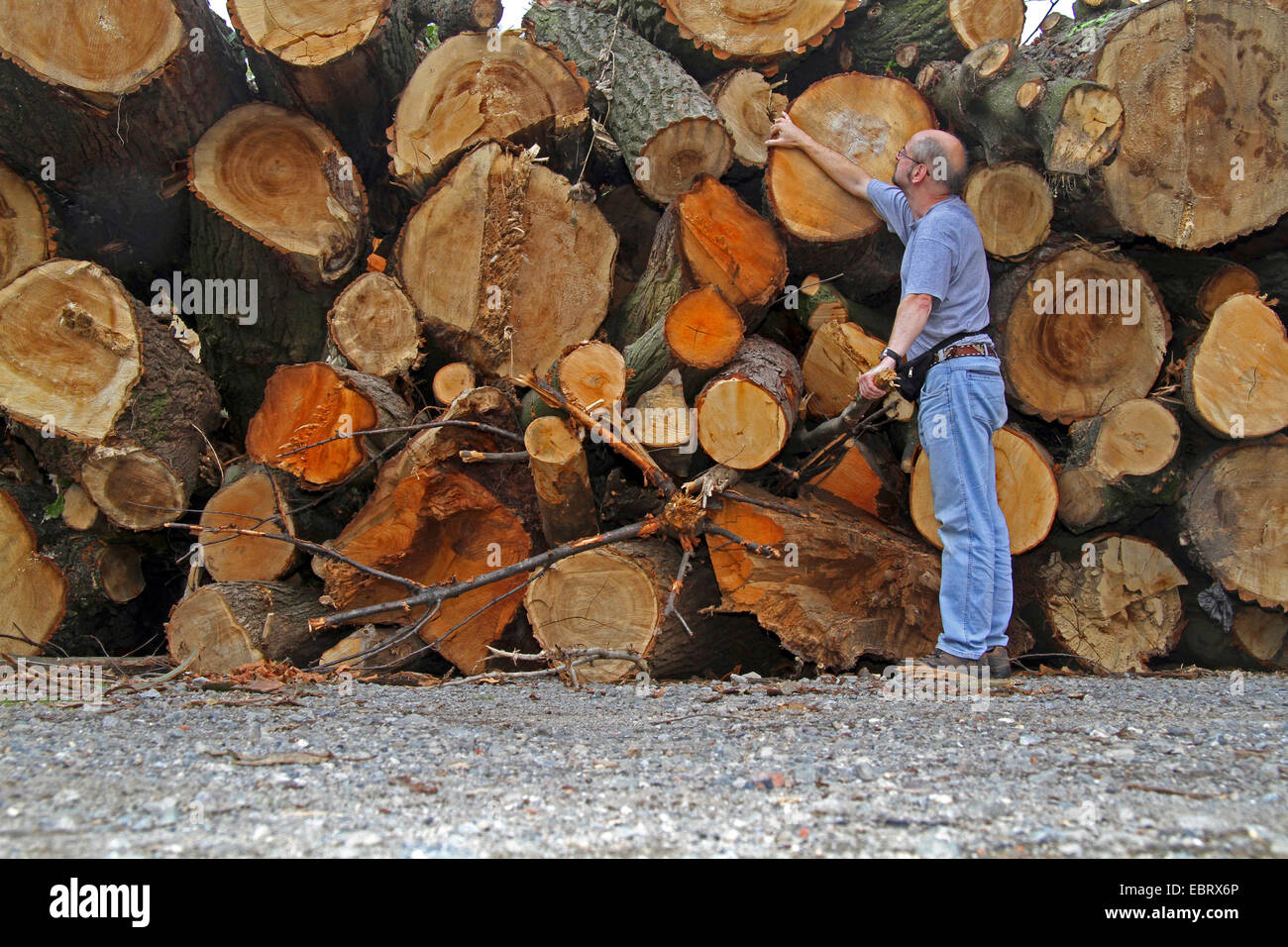 Mann stand vor Haufen von Holz, Sturmschäden, Deutschland, Nordrhein-Westfalen, Ruhrgebiet, Essen Stockfoto