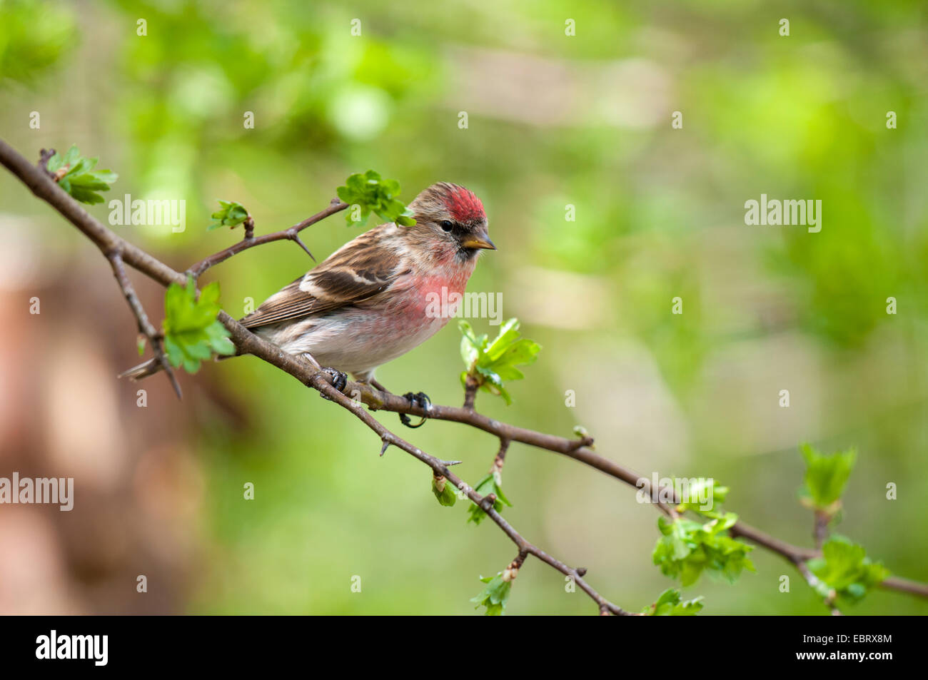 Geringerer Redpoll (Zuchtjahr Cabaret), Erwachsene, Männlich, thront auf einem Zweig, die nur in Blatt am RSPB Fairburn Ings, West York kommt Stockfoto