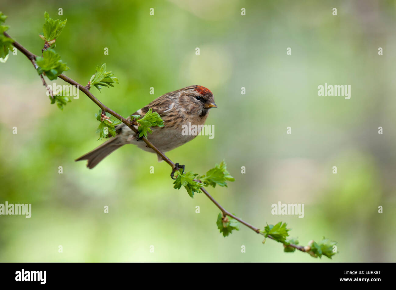 Geringerer Redpoll (Zuchtjahr Cabaret), Erwachsene weibliche, thront auf einem Zweig, die nur in Blatt am RSPB Fairburn Ings, West Yo kommt Stockfoto