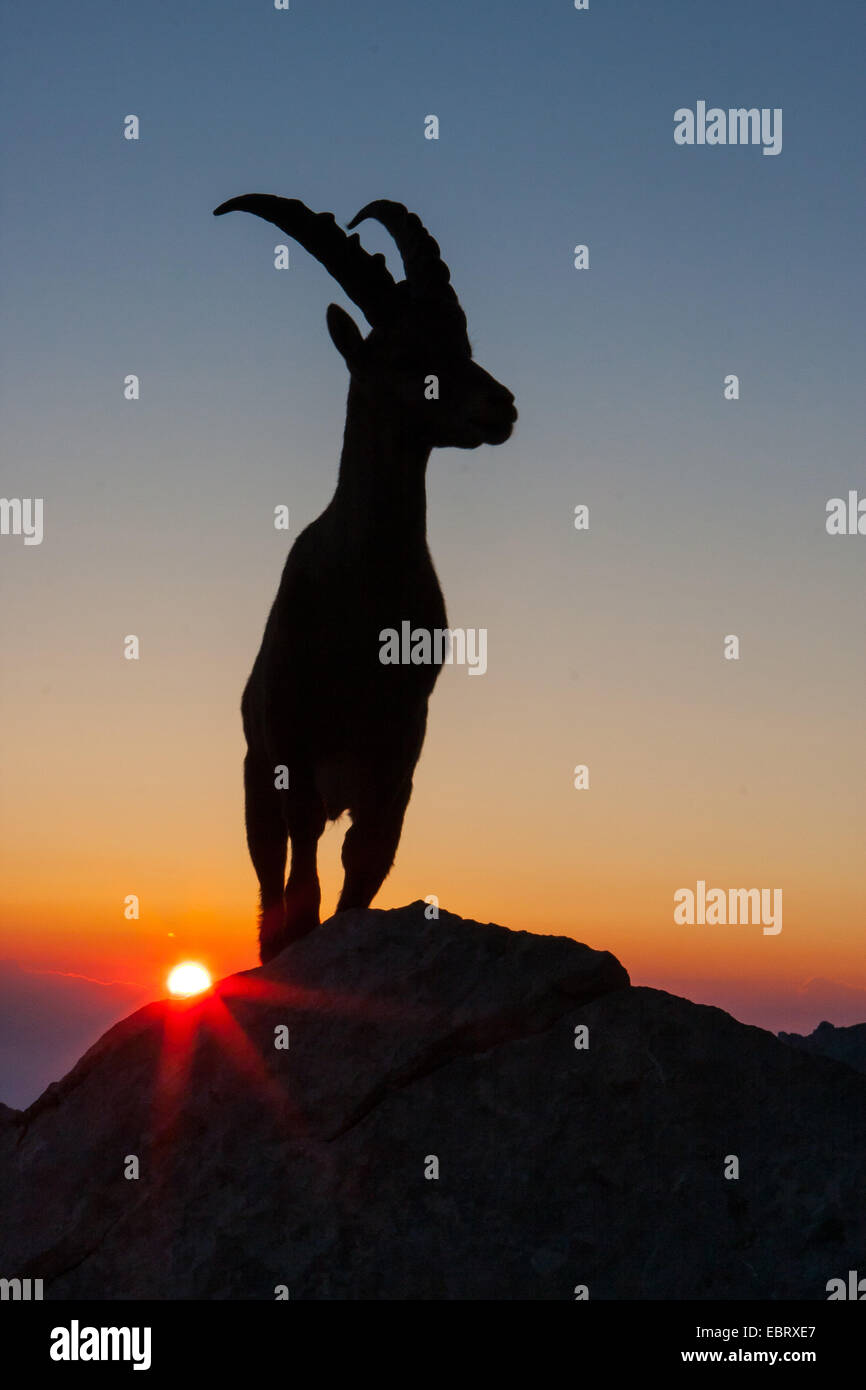 Alpensteinbock (Capra Ibex, Capra Ibex Ibex), auf einem Felsen bei Sonnenaufgang, Schweiz, Alpstein, Altmann Stockfoto