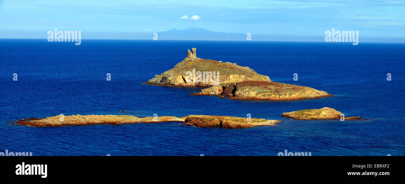 Natürliche Seevögel bei Macinaggio am Cap Corse, Frankreich, Korsika, Cap Corse, Bastia Erbalunga reservieren Stockfoto
