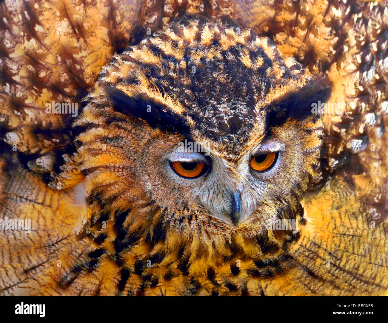 nördlichen Uhu (Bubo Bubo), Porträt, Savoie, Frankreich, Nationalparks Vanoise, Val d Isere Stockfoto