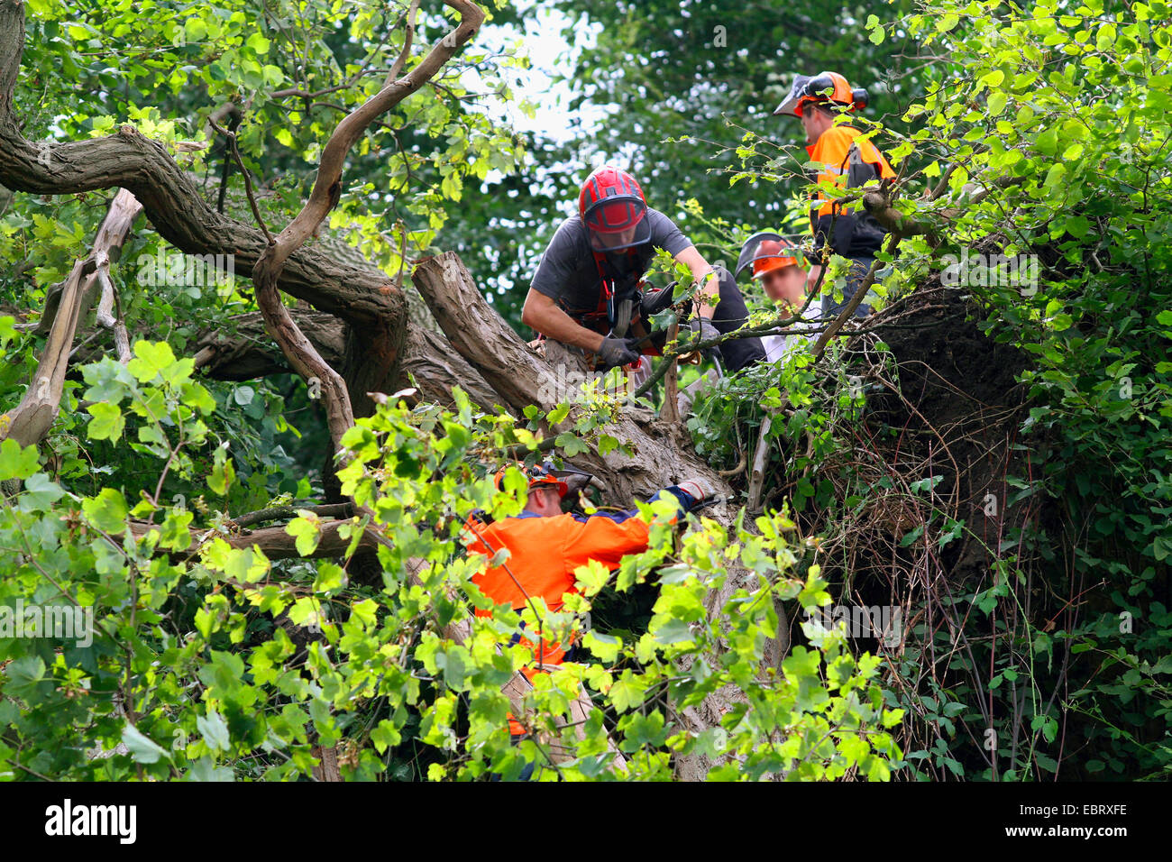 Holz-Arbeiter schneiden einen Baum, Deutschland Stockfoto