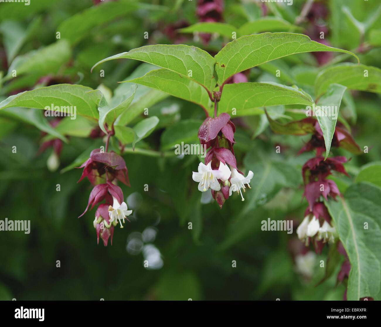 Himalayan Honeysuckle, Blüte Muskatnuss, Himalaya Muskatnuss, Fasan Berry (Leycesteria Formosa), blühen Stockfoto