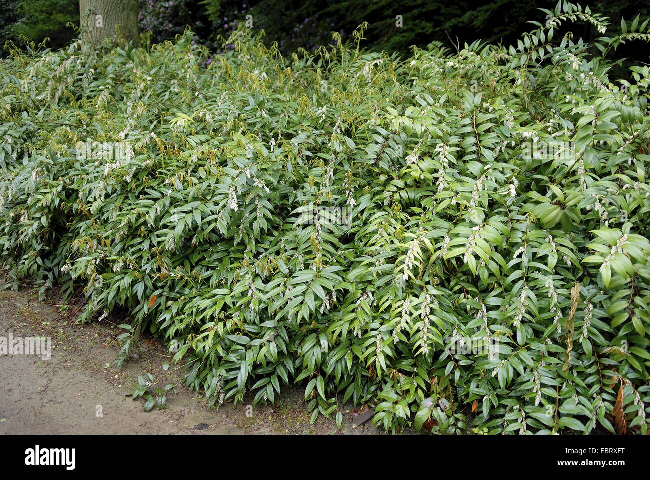 Drooping Leucothoe, Fetter Busch, herabhängenden Fetterbush (Leucothoe Fontanesiana), blühen Stockfoto