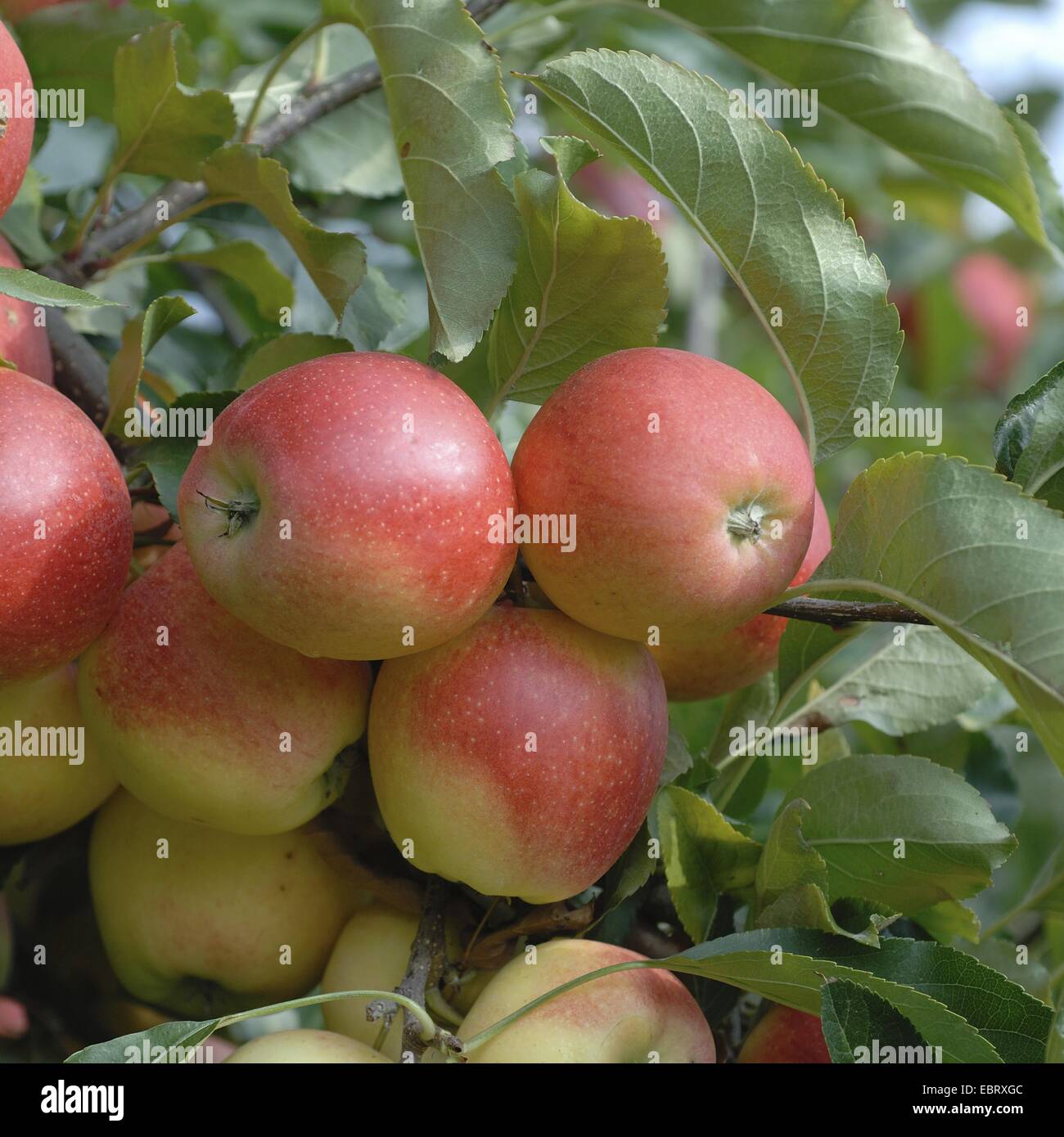 Apfelbaum (Malus Domestica "Gala", Malus Domestica Gala), Sorte Gala, Äpfel auf dem Baum Stockfoto