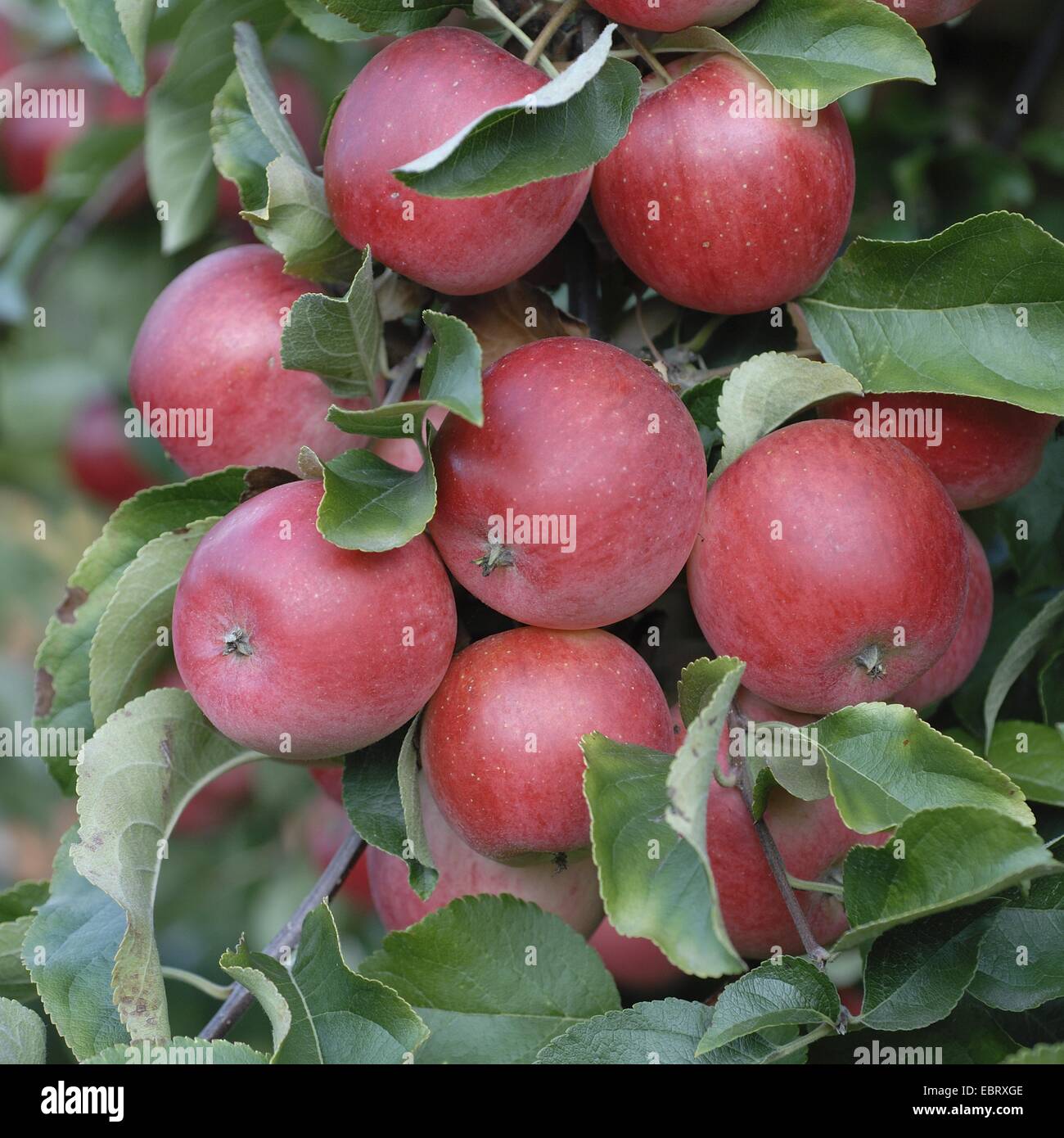 Apfelbaum (Malus Domestica 'Releika', Malus Domestica Releika), Sorte Releika, Äpfel auf dem Baum Stockfoto