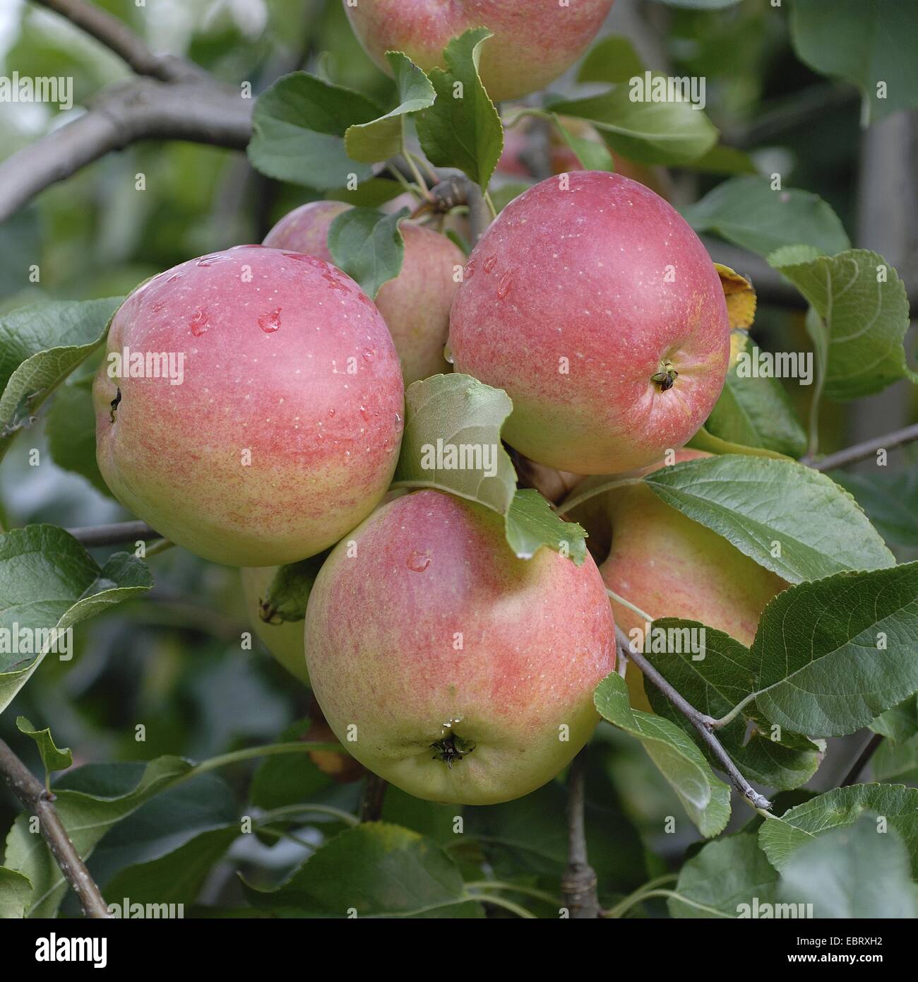 Apfelbaum (Malus Domestica 'Relinda', Malus Domestica Relinda), Relinda, Sorte Äpfel an einem Baum Stockfoto