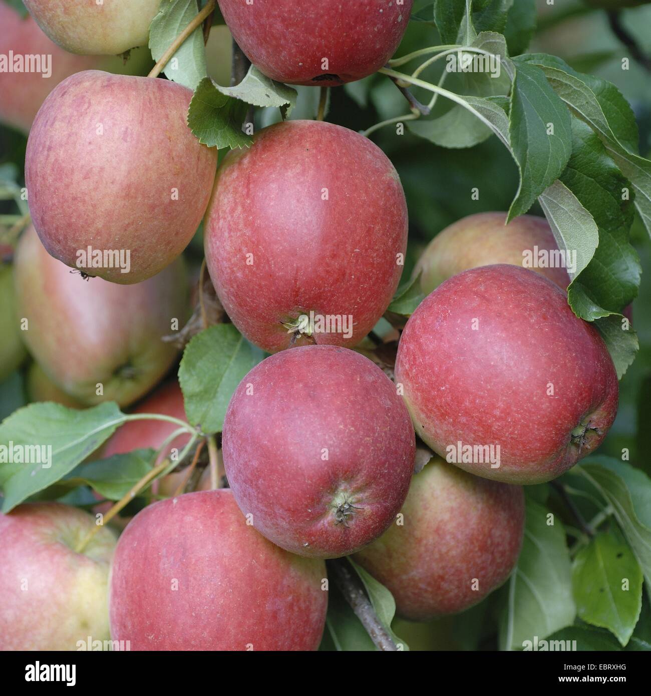 Apfelbaum (Malus Domestica 'Rewena', Malus Domestica Rewena), Sorte Rewena, Äpfel auf dem Baum Stockfoto