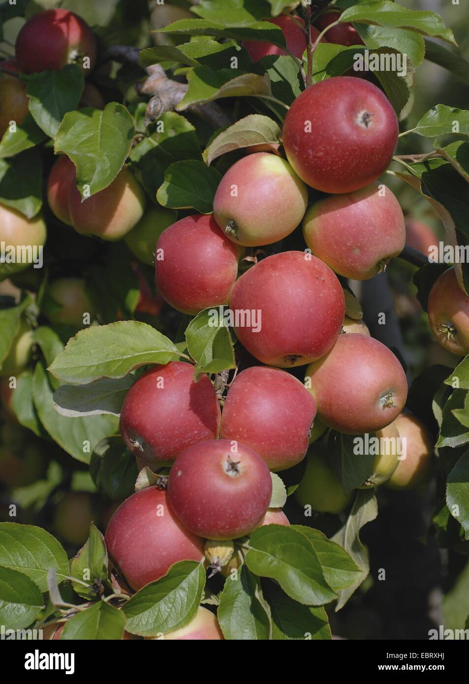 Apfelbaum (Malus Domestica 'Dublet', Malus Domestica Dublet), Sorte Dublet, Äpfel auf dem Baum Stockfoto