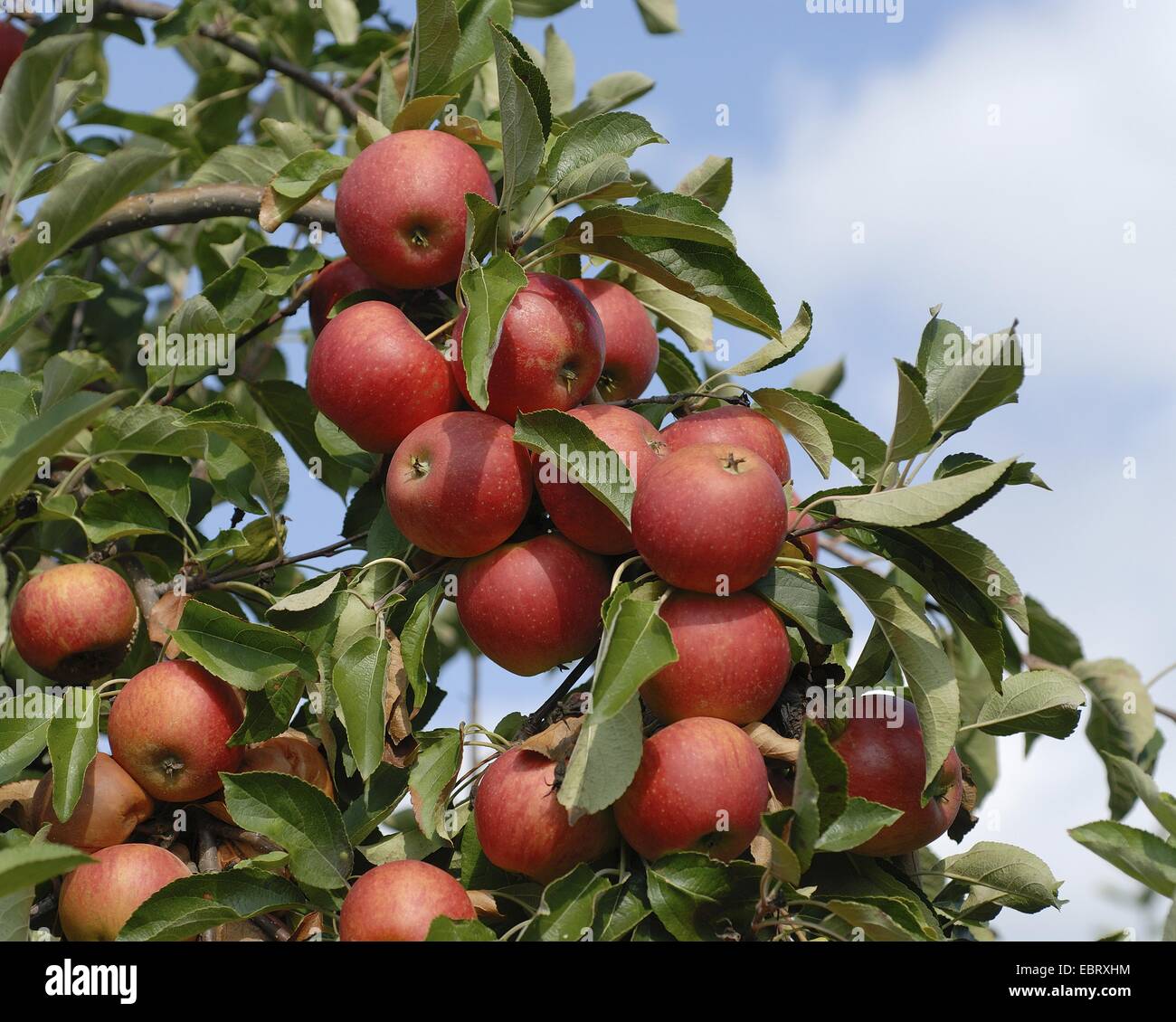 Apfelbaum (Malus Domestica 'Elstar', Malus Domestica Elstar), Sorte Elstar, Äpfel auf dem Baum Stockfoto