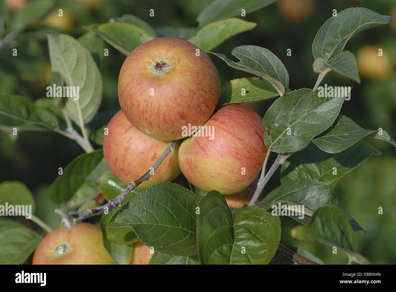 Apfelbaum (Malus Domestica 'Evzika', Malus Domestica Evzika), Evzika, Sorte Äpfel an einem Baum Stockfoto