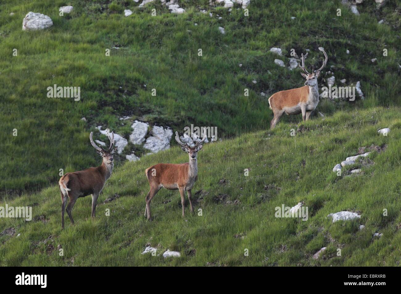 Rothirsch (Cervus Elaphus), drei Hirsche, Vereinigtes Königreich, Schottland Stockfoto