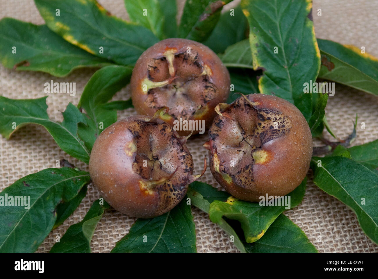 Mispel (canescens Germanica 'Hollaendische Grossfruechtige', canescens Germanica Hollaendische Grossfruechtige) gesammelten Früchte der Sorte verlässt Hollaendische Grossfruechtige mit auf dem Schreibtisch Stockfoto