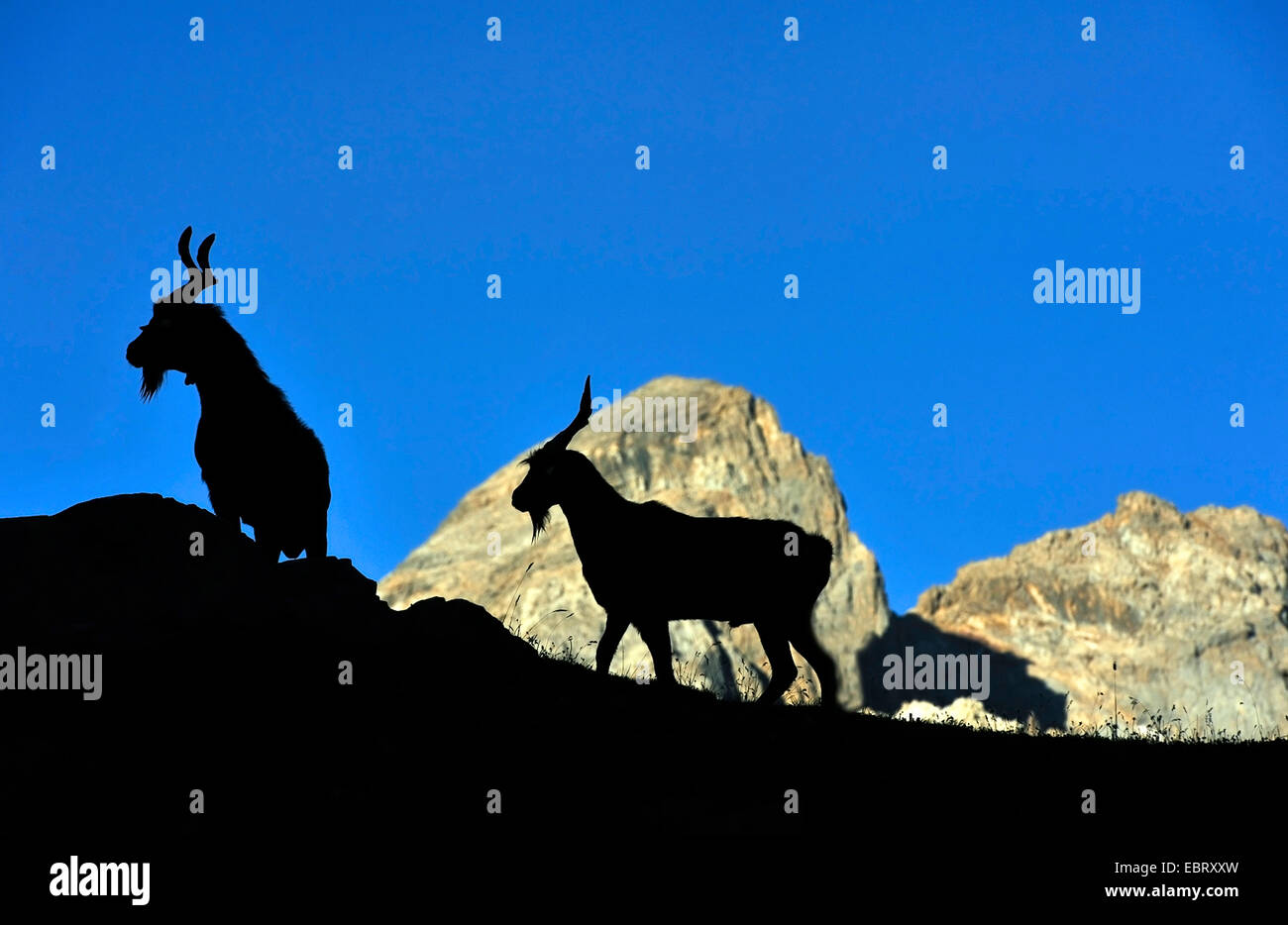Hausziege (Capra Hircus, Capra Aegagrus F. Hircus), zwei Ziegen in den französischen Alpen, silhouette, Briancon Valloire, Hautes-Alpes, Savoie, Frankreich Stockfoto