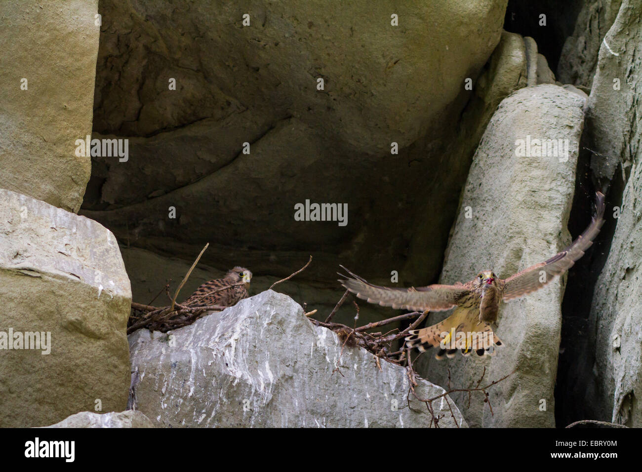 Europäische Turmfalke, Eurasian Kestrel, Old World Turmfalke, Turmfalken (Falco Tinnunculus), junger Turmfalke zieht das Nest mit einer Maus in seiner Rechnung, Schweiz, Sankt Gallen, Rheineck Stockfoto