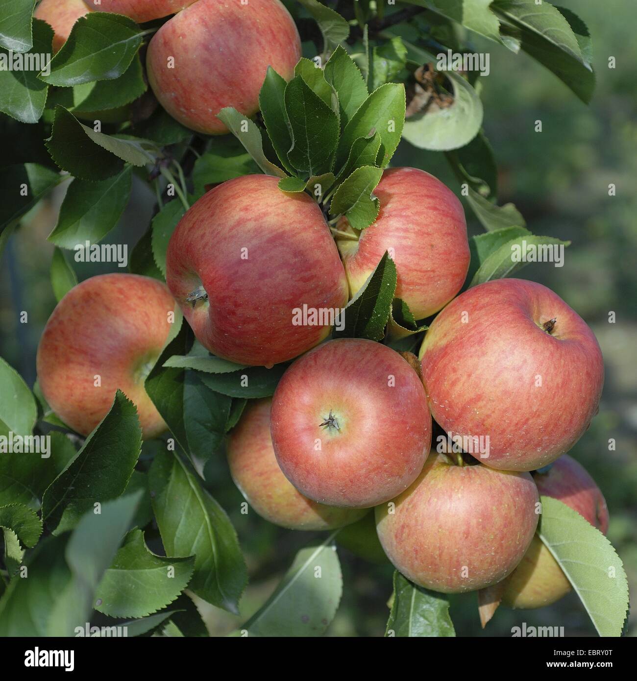Apfelbaum (Malus Domestica "Topaz", Malus Domestica Topaz), Sorte Topaz, Äpfel auf dem Baum Stockfoto