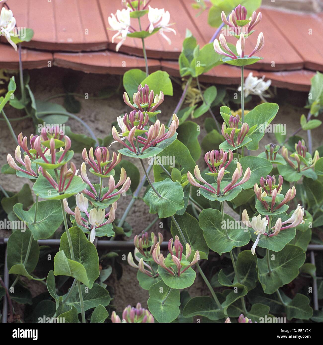 Italienische Geißblatt, italienische Woodbine, perfoliate Geißblatt (Lonicera Caprifolium), blühen Stockfoto