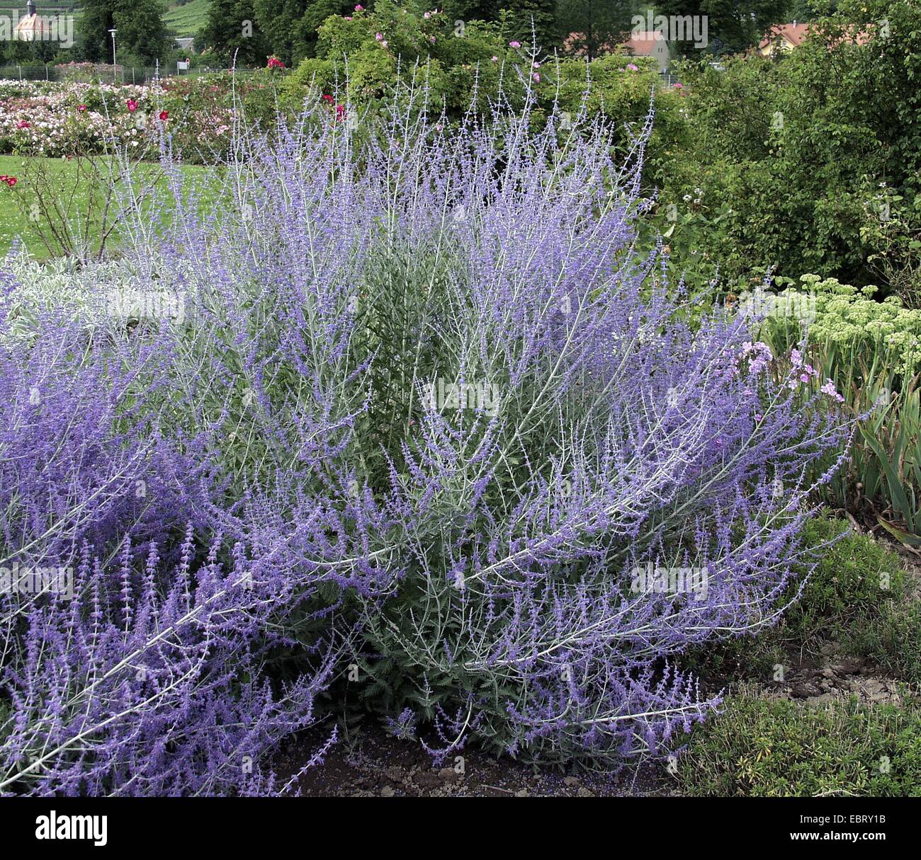 Perovskia (Perovskia Atriplicifolia 'Blue Spire', Perovskia Atriplicifolia Blue Spire), Sorte Blue Spire, blühen Stockfoto