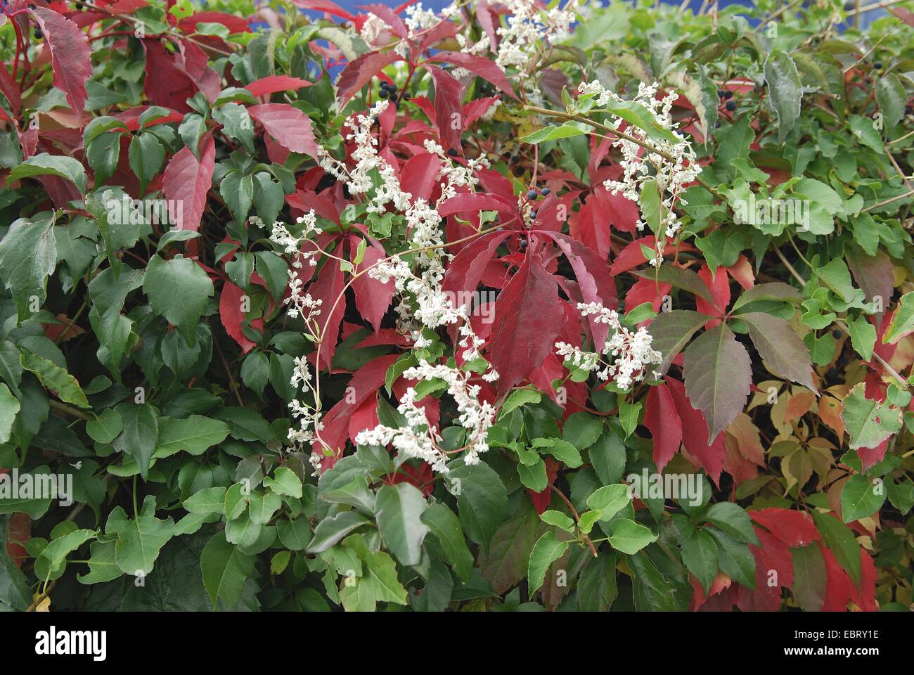 Wildem Wein, Woodbine Beere (Parthenocissus Quinquefolia 'Engelmannii', Parthenocissus Quinquefolia Engelmannii), Sorte Engelmannii zusammen mit Fallopia aubertii Stockfoto