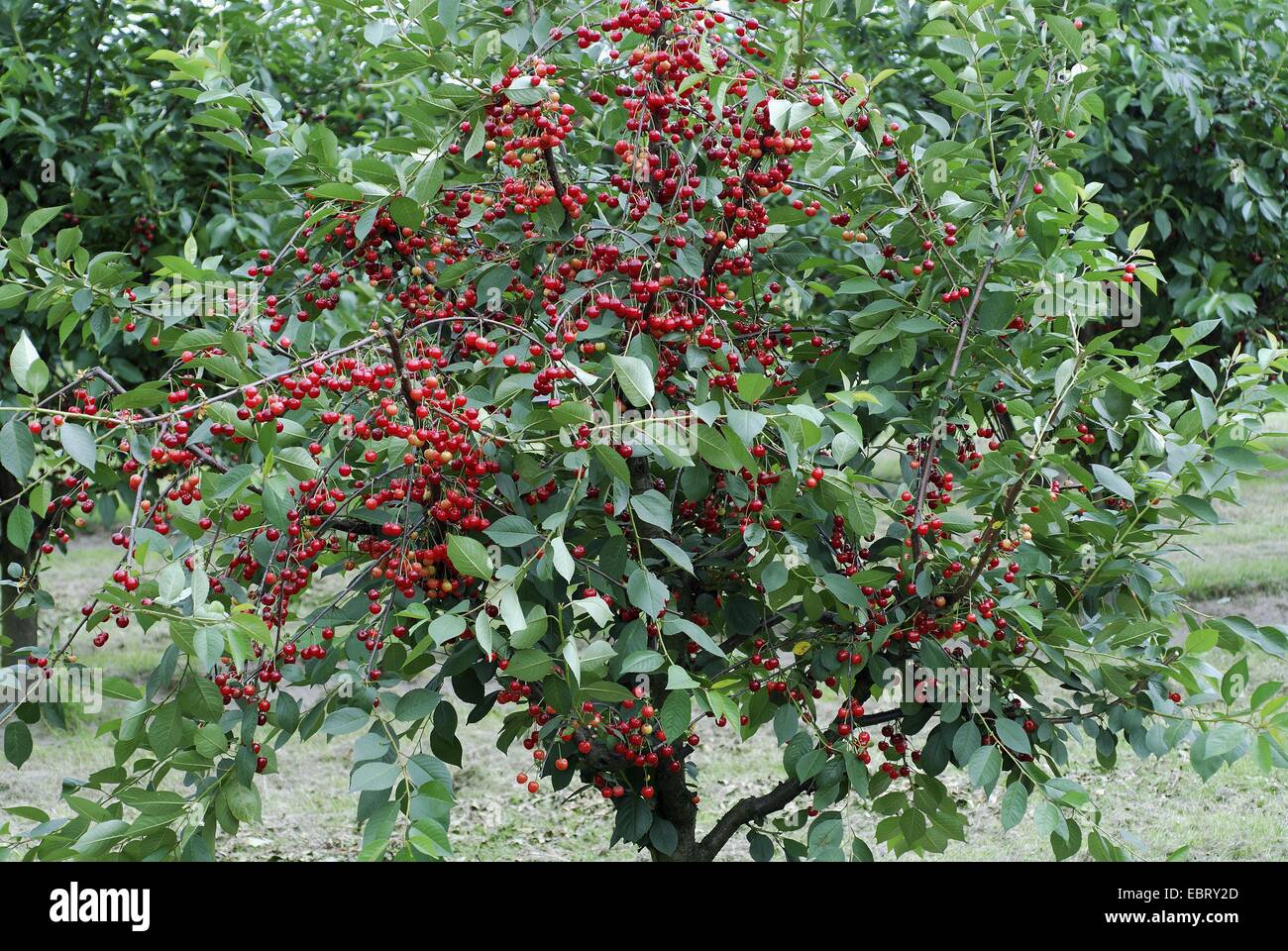Zwerg-Kirsche, Morello Kirsche, Sauerkirsche (Prunus Cerasus 'Scharoe', Prunus Cerasus Scharoe), Sorte Scharoe Stockfoto