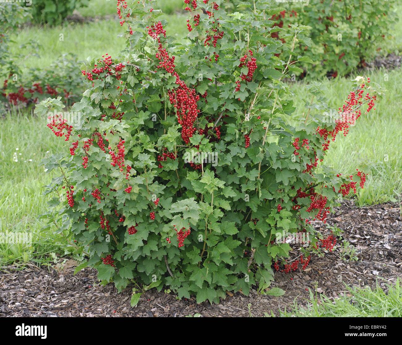 nördliche rote Johannisbeere (Ribes Rubrum 'Rote Versailler', Ribes Rubrum Rote Versailler), Sorte Rote Versailler Stockfoto