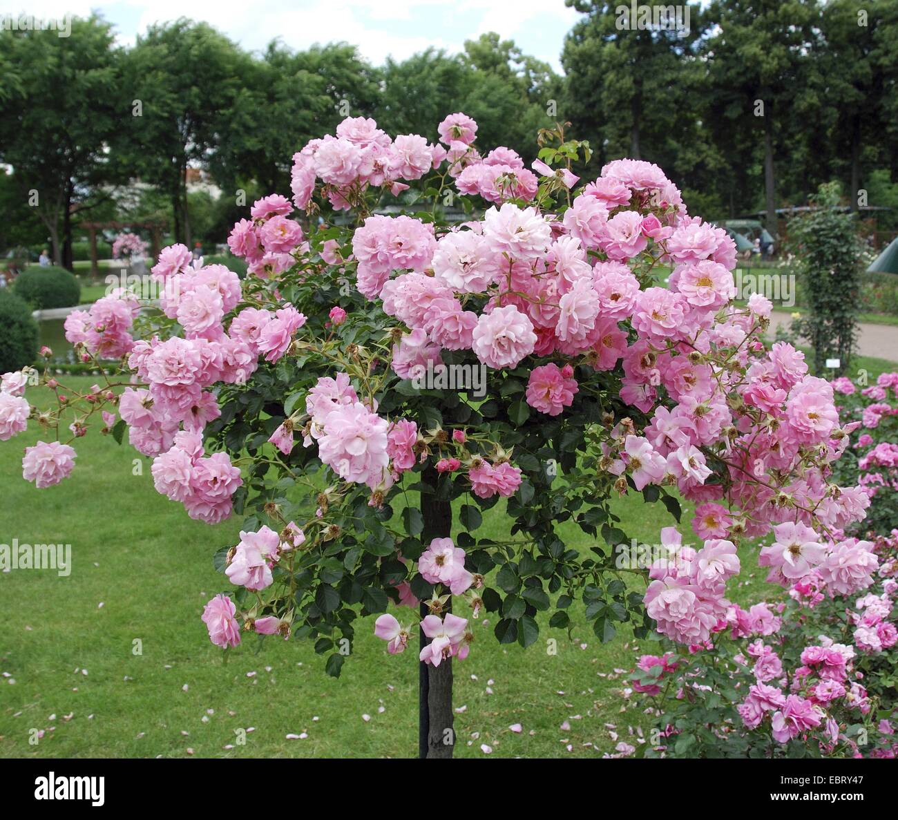dekorative Rose (Rosa 'Heidekoenigin', Rosa Heidekoenigin), Sorte Heidekoenigin Stockfoto