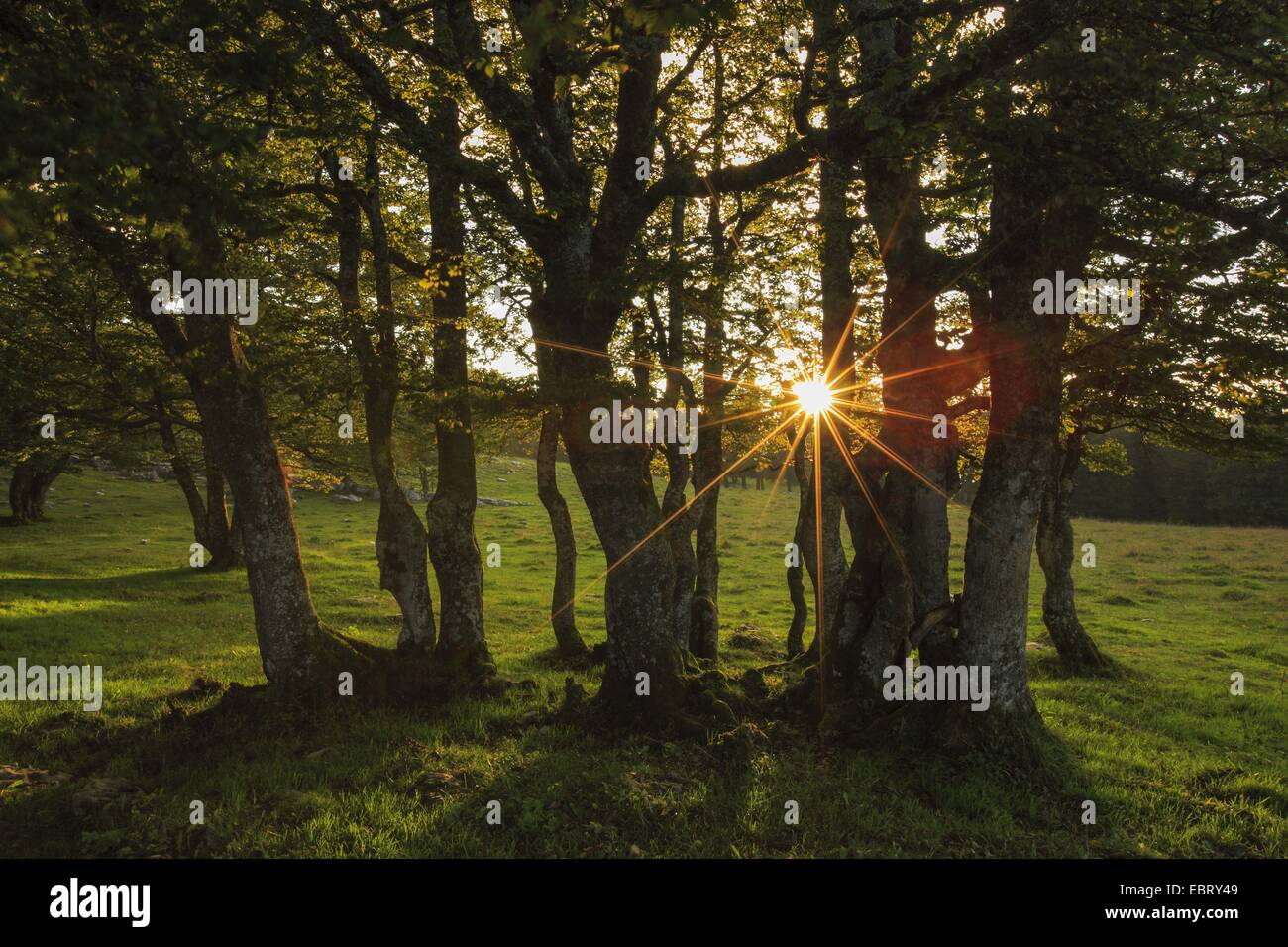 Sonne hinter einem Hain, der Schweiz, Neuenburg Stockfoto