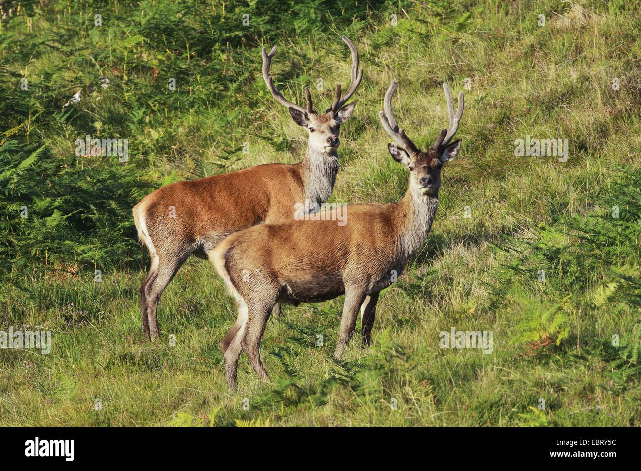 Rothirsch (Cervus Elaphus), zwei Hirsche, stehend in einer Wiese, Großbritannien, Schottland Stockfoto