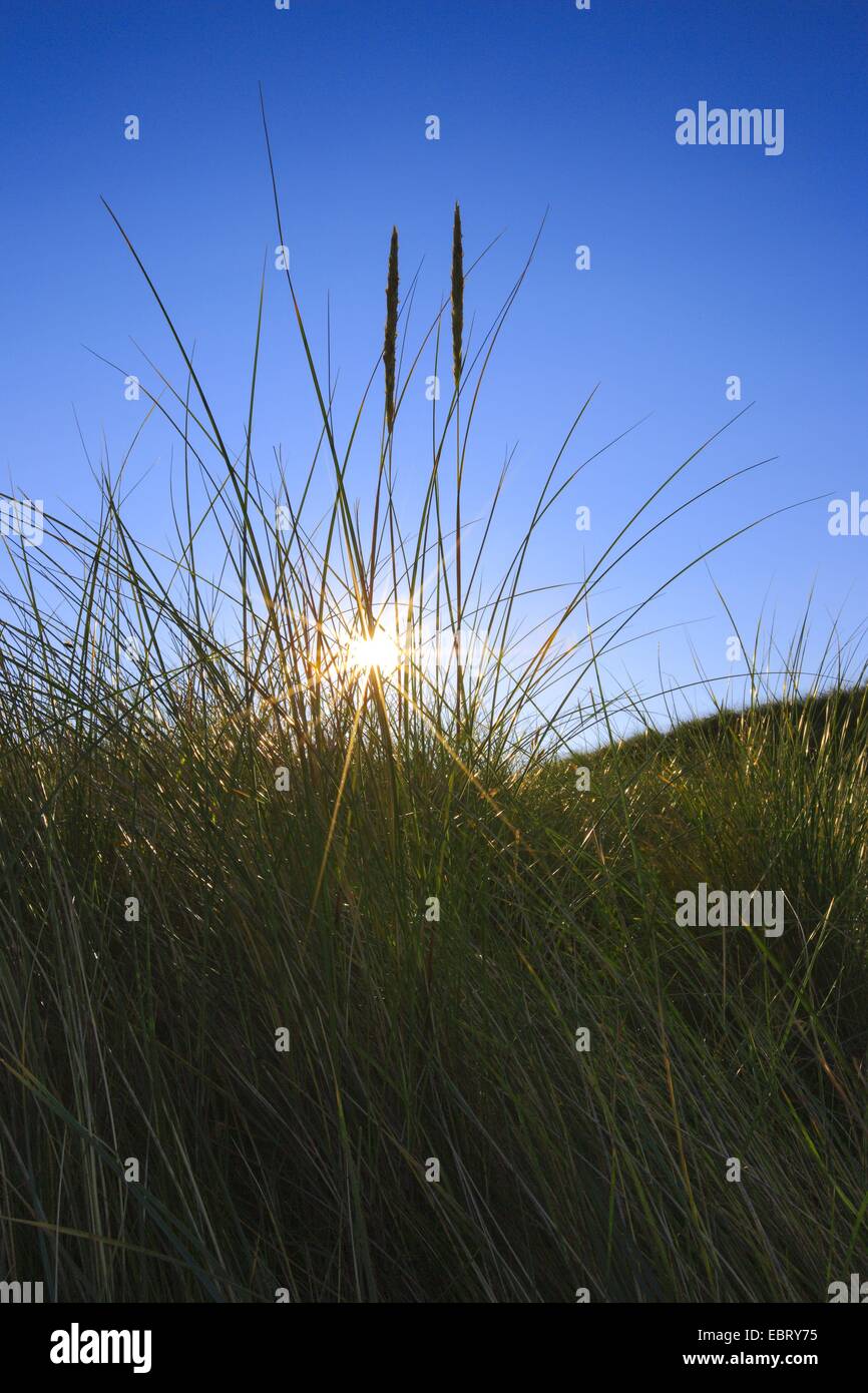 Strand von europäischen Strandhafer, Dünengebieten Grass, Grass, Psamma, Meer Sand-Reed (Ammophila Arenaria), Hintergrundbeleuchtung, Großbritannien, Schottland, Sutherland Stockfoto