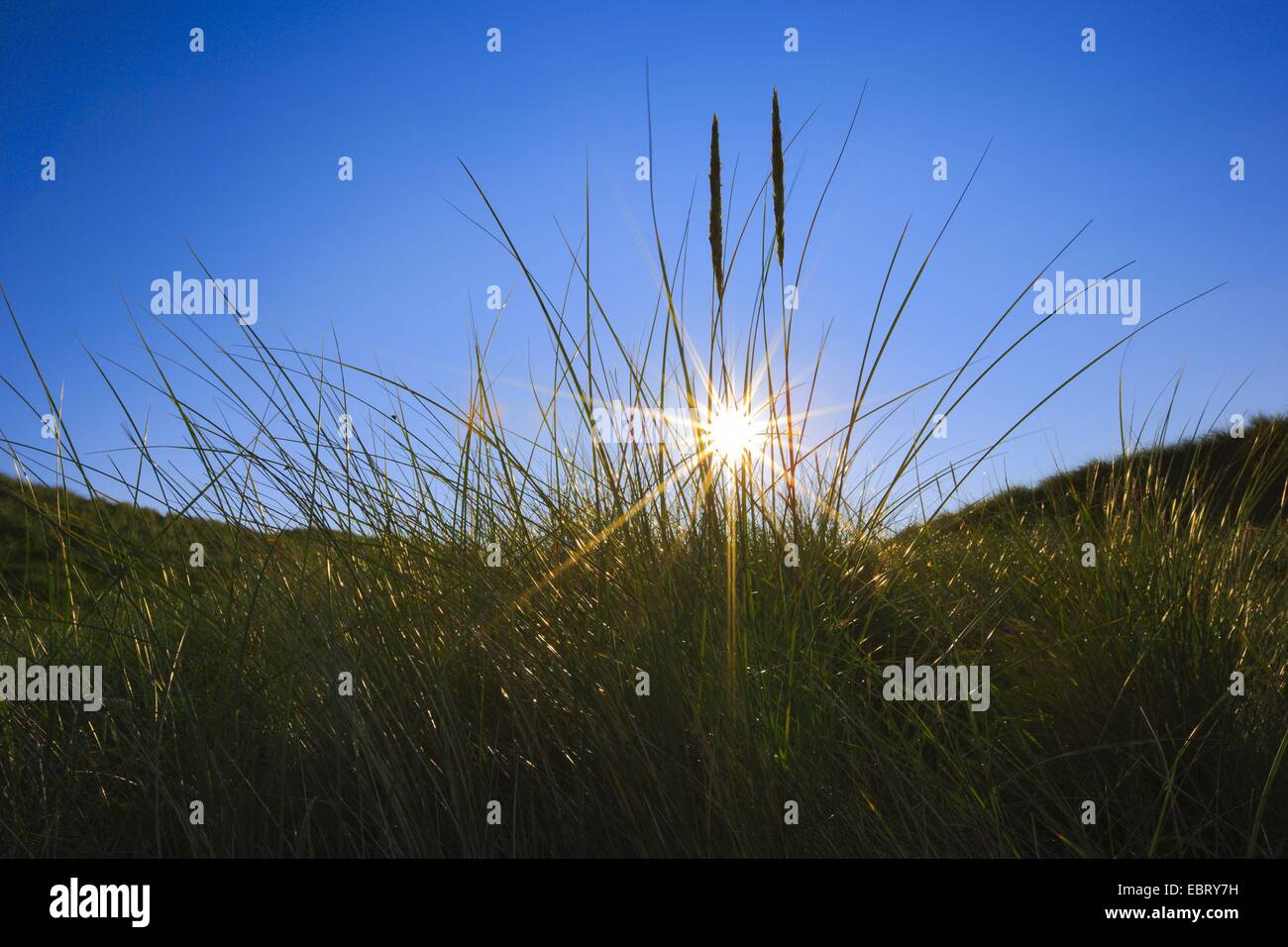 Strand von europäischen Strandhafer, Dünengebieten Grass, Grass, Psamma, Meer Sand-Reed (Ammophila Arenaria), Hintergrundbeleuchtung, Großbritannien, Schottland, Sutherland Stockfoto