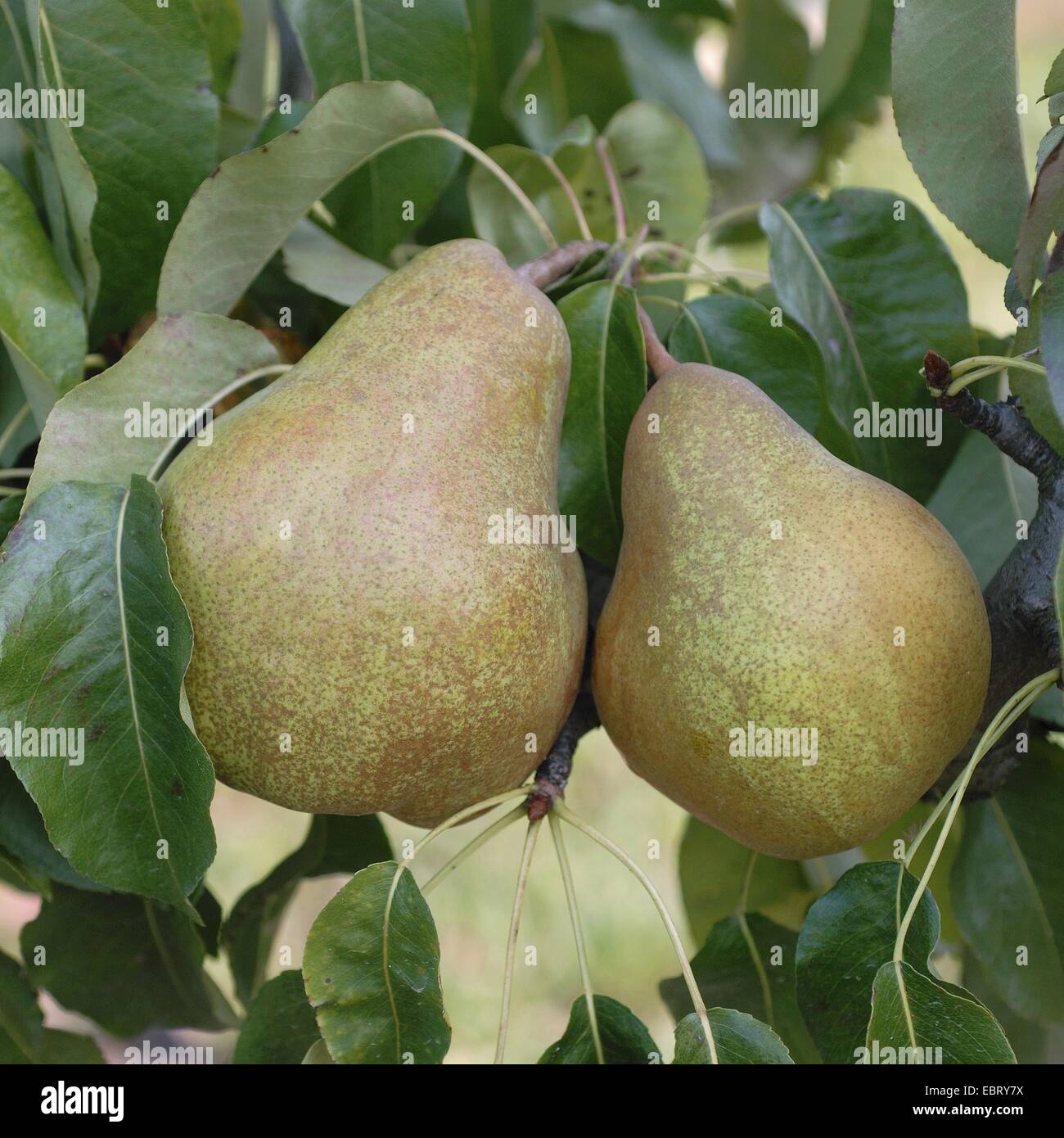 gemeinsamen Birne (Pyrus Communis 'Vereinsdechant', Pyrus Communis Vereinsdechant), Sorte Mme Vereinsdechant Stockfoto
