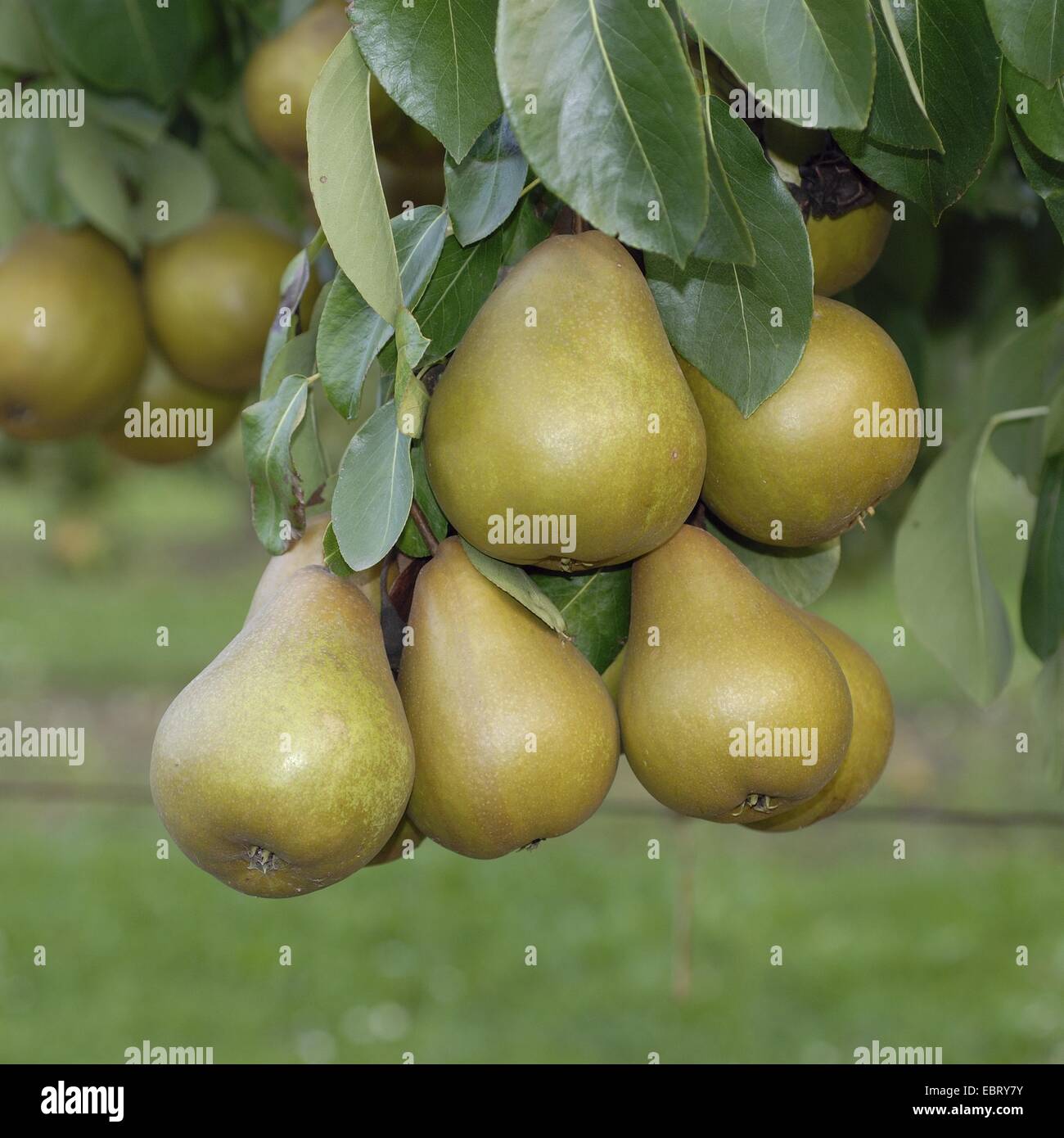 gemeinsamen Birne (Pyrus Communis 'Gellerts Butterbirne', Pyrus Communis Gellerts Butterbirne), Sorte Gellerts Butterbirne Stockfoto