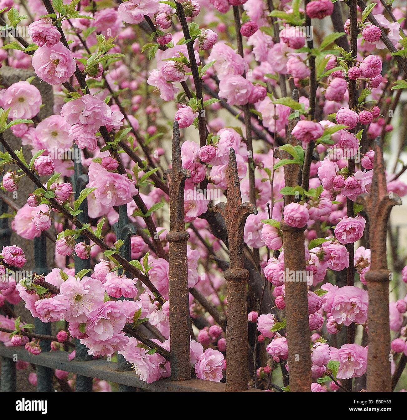 Blühende Mandel (Prunus Triloba), blühen an einem Eisenzaun Stockfoto