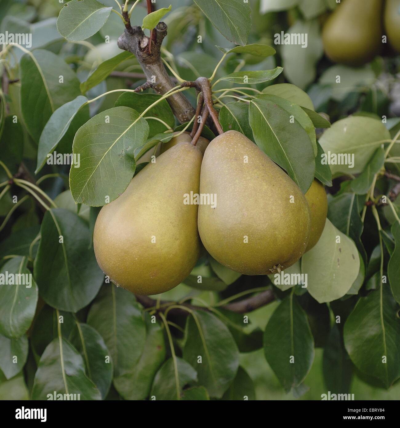 gemeinsamen Birne (Pyrus Communis 'Gellerts Butterbirne', Pyrus Communis Gellerts Butterbirne), Sorte Gellerts Butterbirne Stockfoto