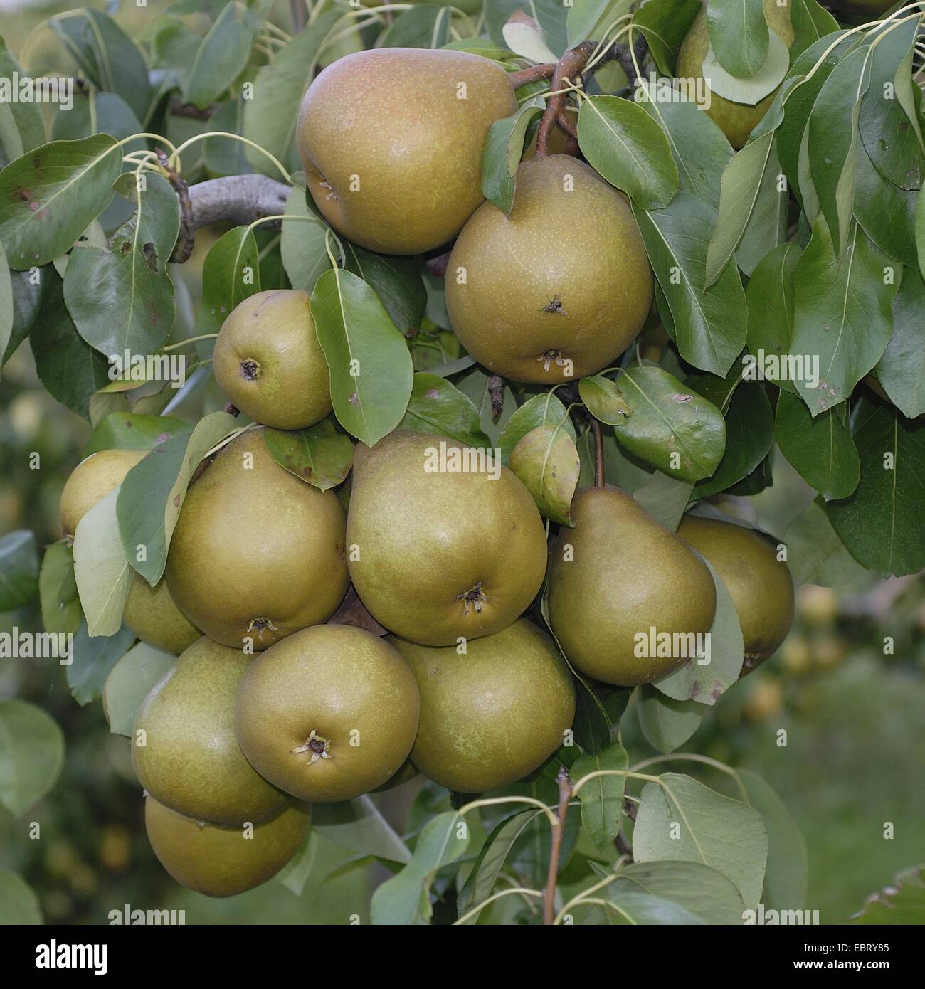 gemeinsamen Birne (Pyrus Communis 'Gellerts Butterbirne', Pyrus Communis Gellerts Butterbirne), Sorte Gellerts Butterbirne Stockfoto