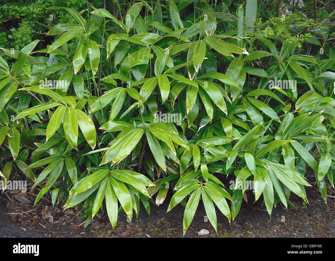 Lewis Bambus, Zwerg-Bambus, Broad-leaved Bambus (Sasa Palmata 'Nebulosa', Sasa Palmata Nebulosa), Sorte Nebulosa Stockfoto