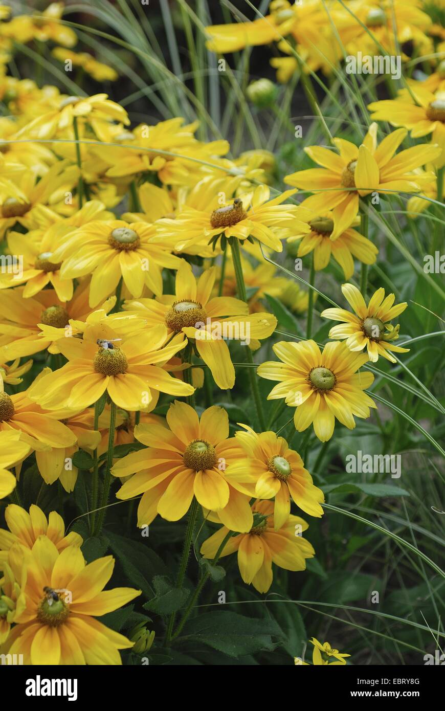 Black-Eyed Susan, behaarte Sonnenhut gelb Daisy (Rudbeckia Hirta 'Prarie Sonne', Rudbeckia Hirta Prarie Sonne), Sorte Prarie Sonne Stockfoto