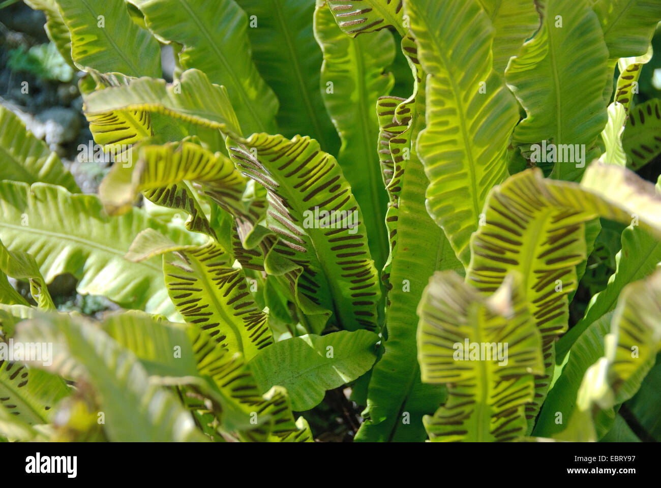 Harts Zunge, Europäische Harts-Zunge Farn (Asplenium Scolopendrium, Phyllitis Scolopendrium), Blätter mit Sporangien Stockfoto