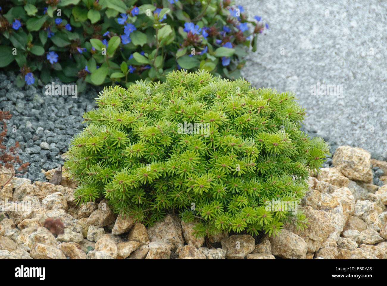 Koreanische Tanne (Abies Koreana 'Cis', Abies Koreana Cis), Sorte GUS Stockfoto