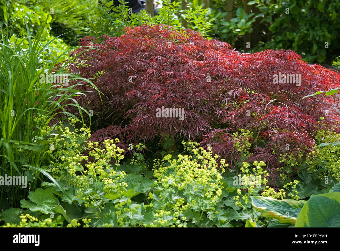 Japanischer Ahorn (Acer Palmatum 'Dissectum Garnet', Acer Palmatum Dissectum Garnet), im Herbst Stockfoto