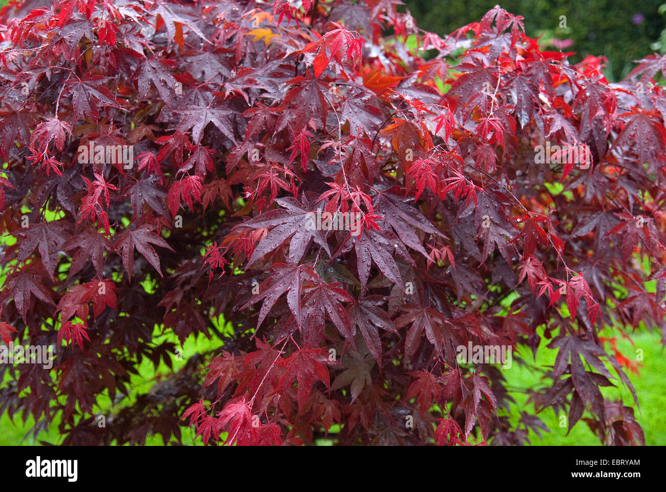 Japanischer Ahorn Bloodgood Japanischer Ahorn Bloodgood