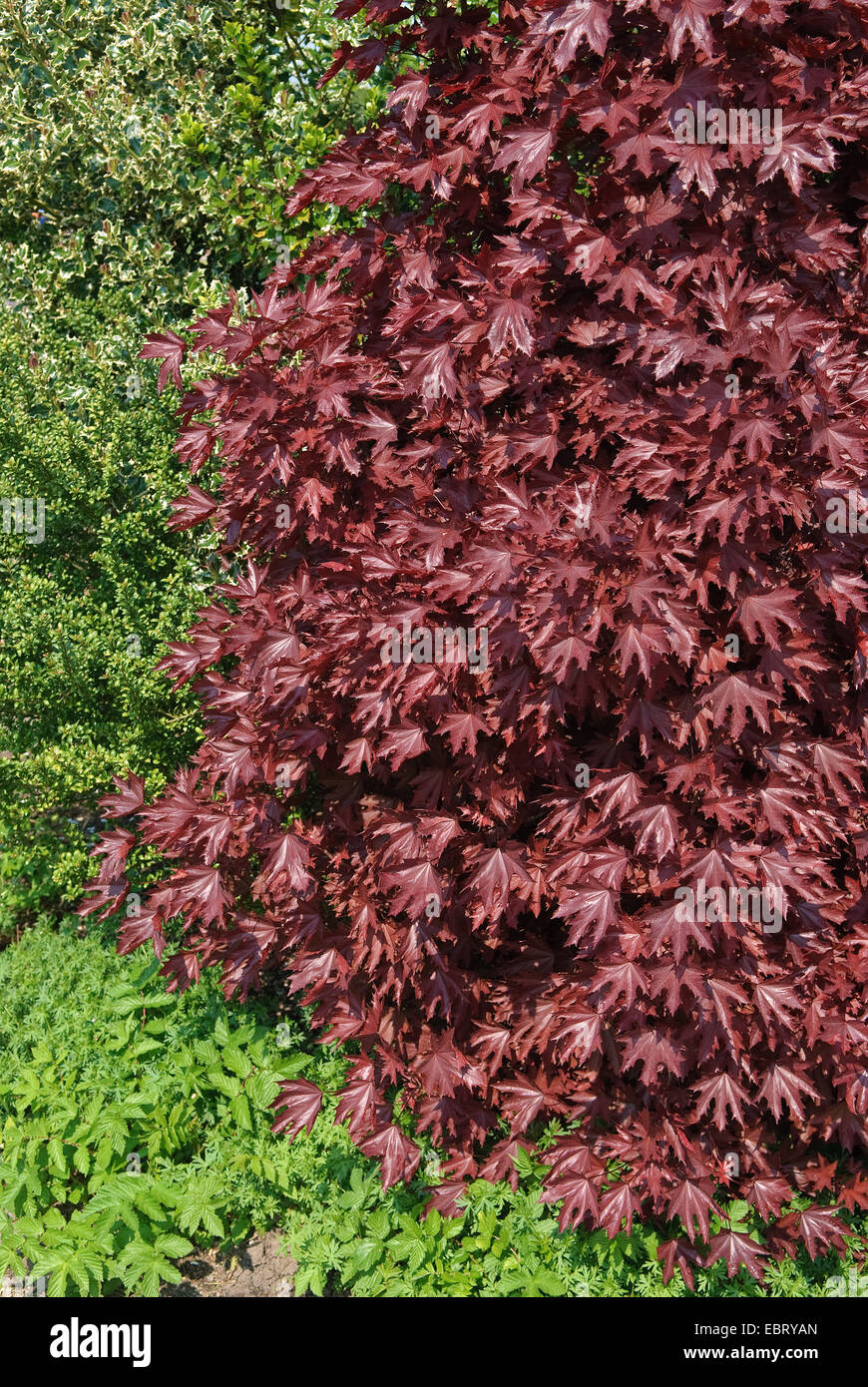Bergahorn, große Ahorn (Acer Platanoides 'Crimson Sentry', Acer Platanoides Crimson Sentry), Sorte Crimson Sentry im Herbst Stockfoto