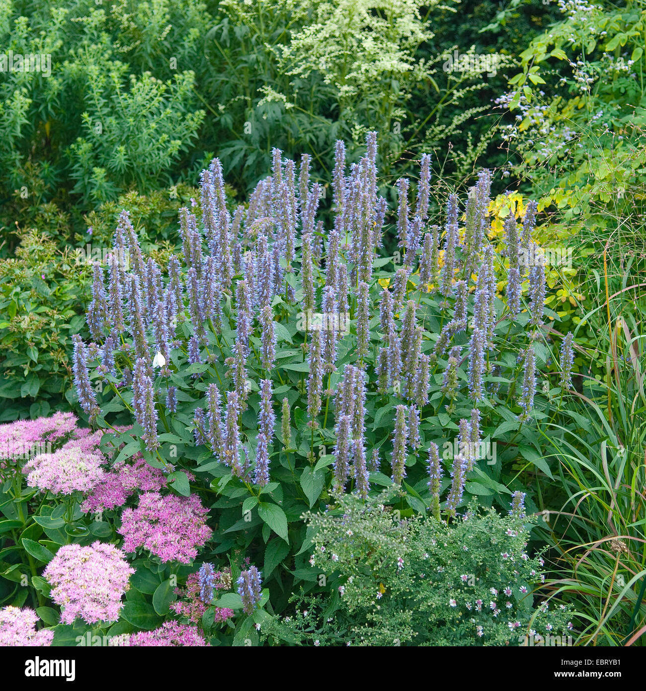 Agastache Fotos und Bildmaterial in hoher Auflösung Alamy