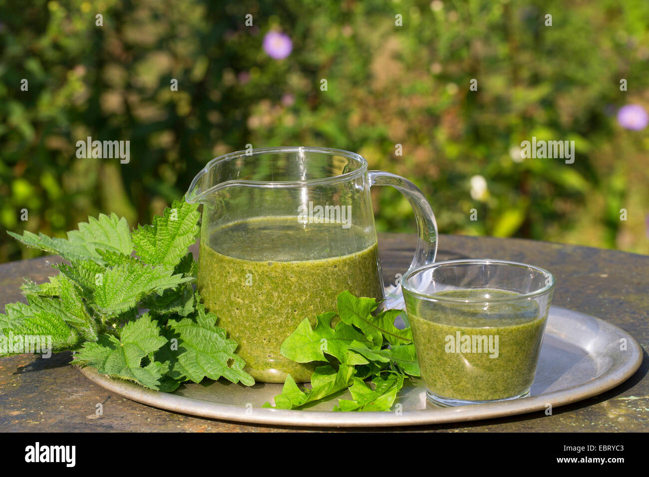 Green Smoothie gemacht von Brennnessel und Löwenzahn Stockfoto
